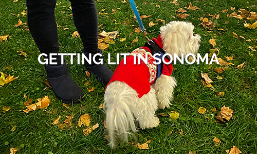 Dog in a holiday sweater